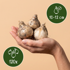 Sieruimix 'Purple-White' – 120 bloembollen (bolmaat 10/12)