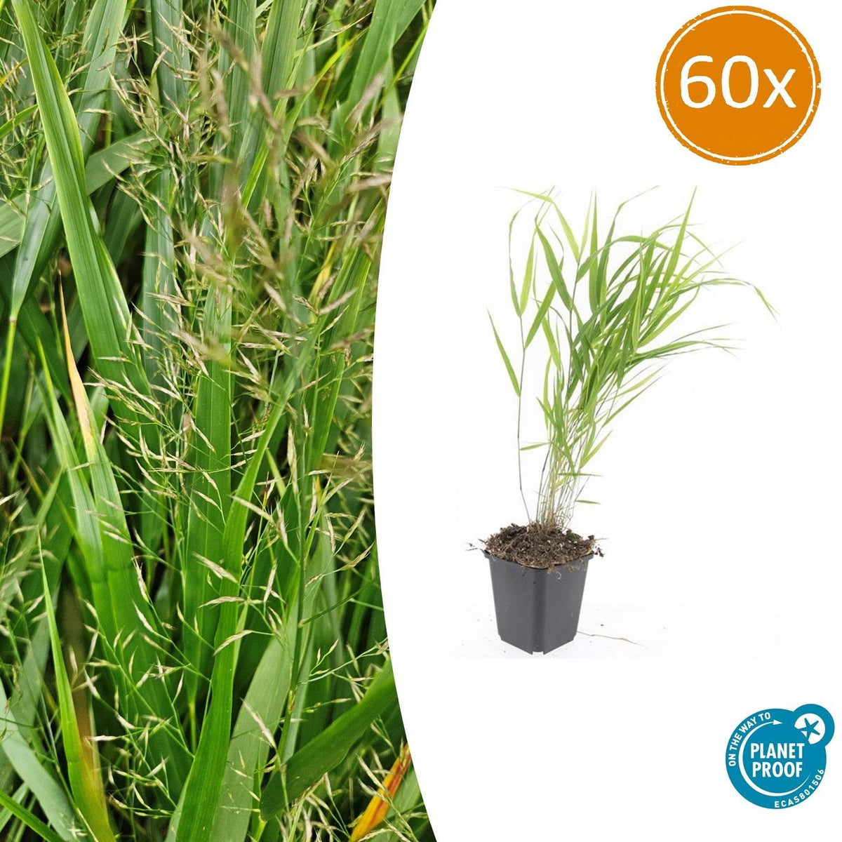 Hakonechloa macra (Japans siergras) – 60 planten, Ø9 cm, 10–25 cm hoog – foto 2