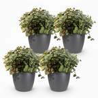 4× Callisia repens i Potter-sirligpotte grå – Ø12 cm, 17–20 cm høj