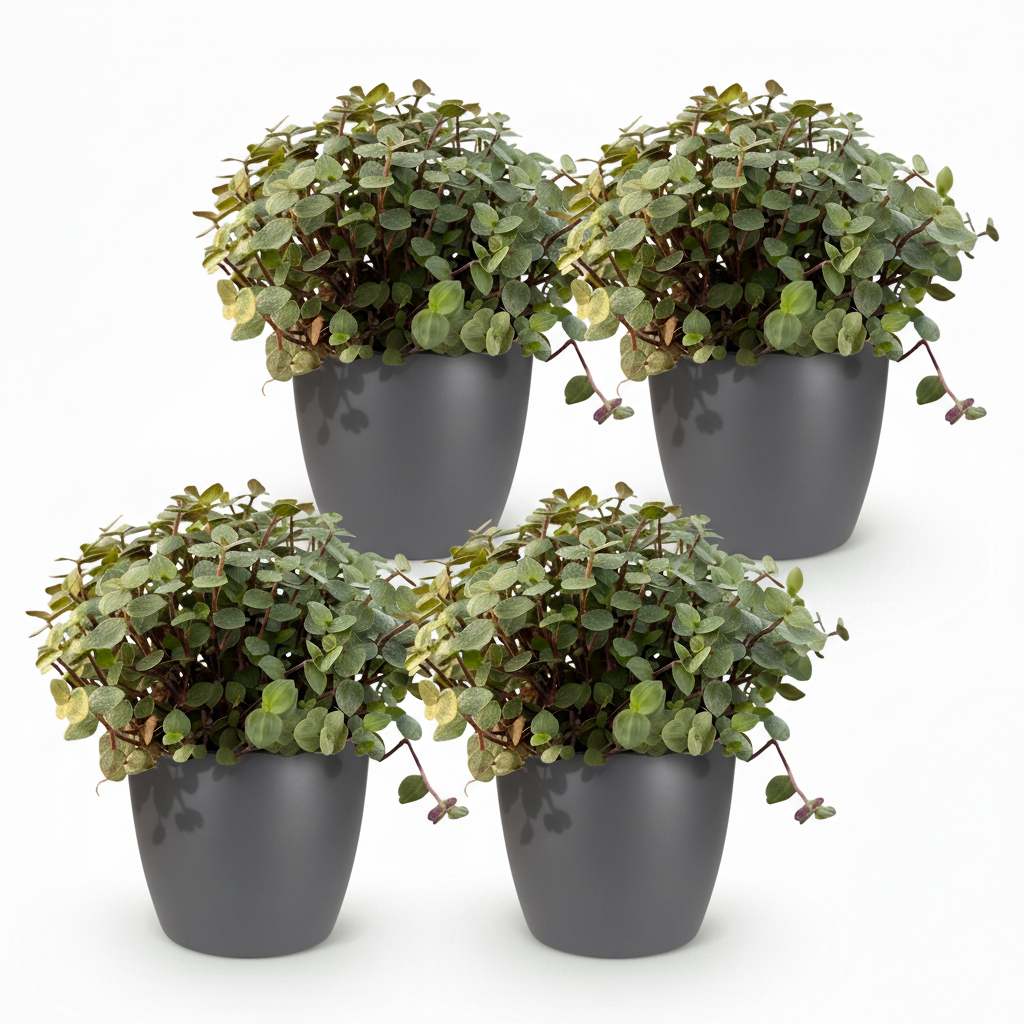 4× Callisia repens i Potter-sirligpotte grå – Ø12 cm, 17–20 cm høj