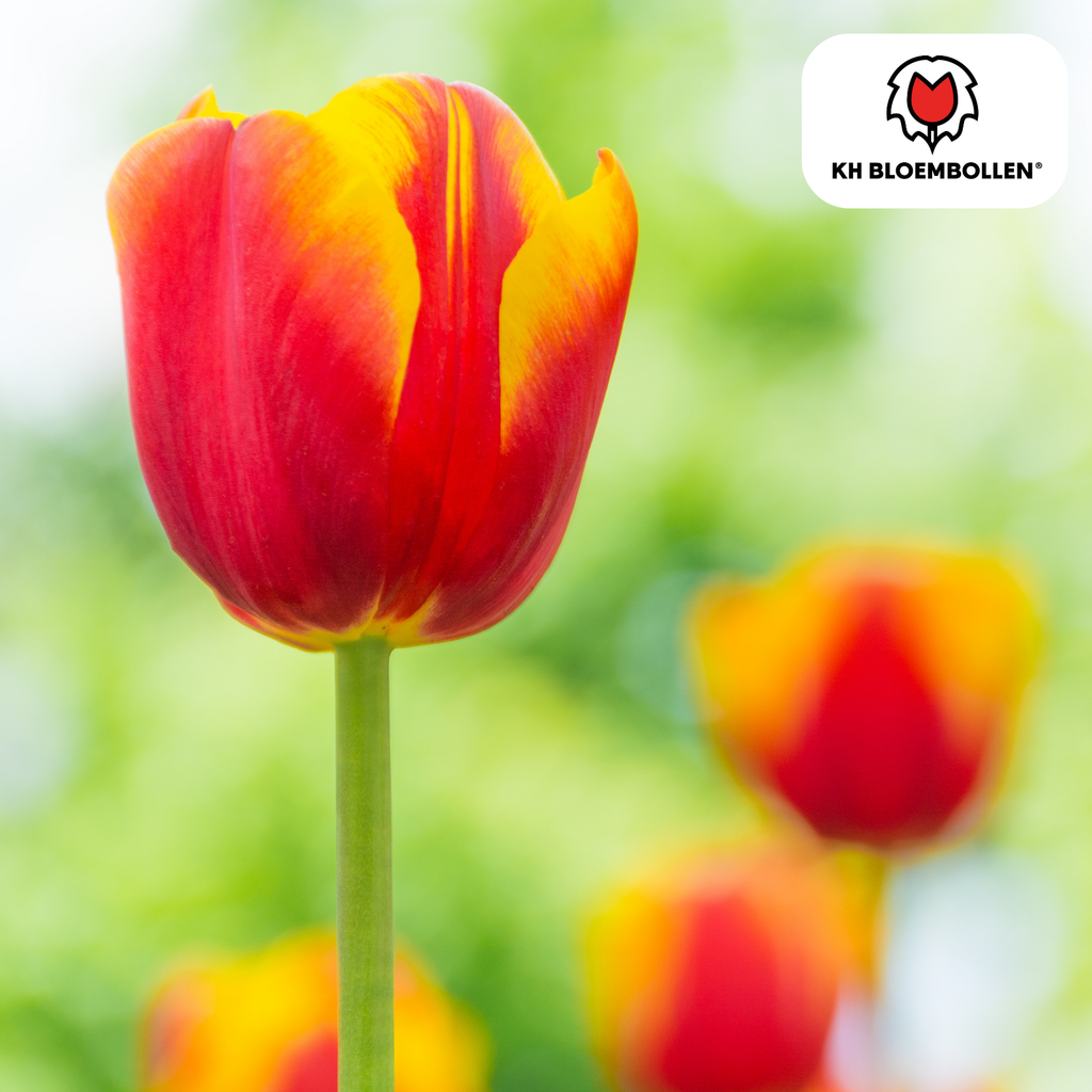 Tulipan 'Dow Jones' – 20 blomsterløg (løgstørrelse 11/12)