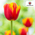 Tulipan 'Dow Jones' – 20 blomsterløg (løgstørrelse 11/12)