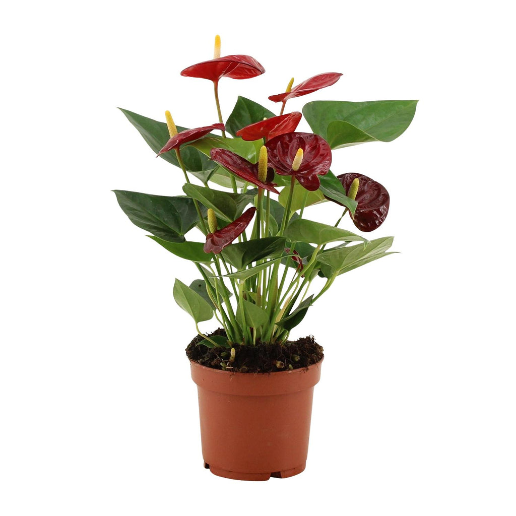 Anthurium Calon In Transparant Sleeve (flamingoplant) – Ø12 cm, 36 cm hoog