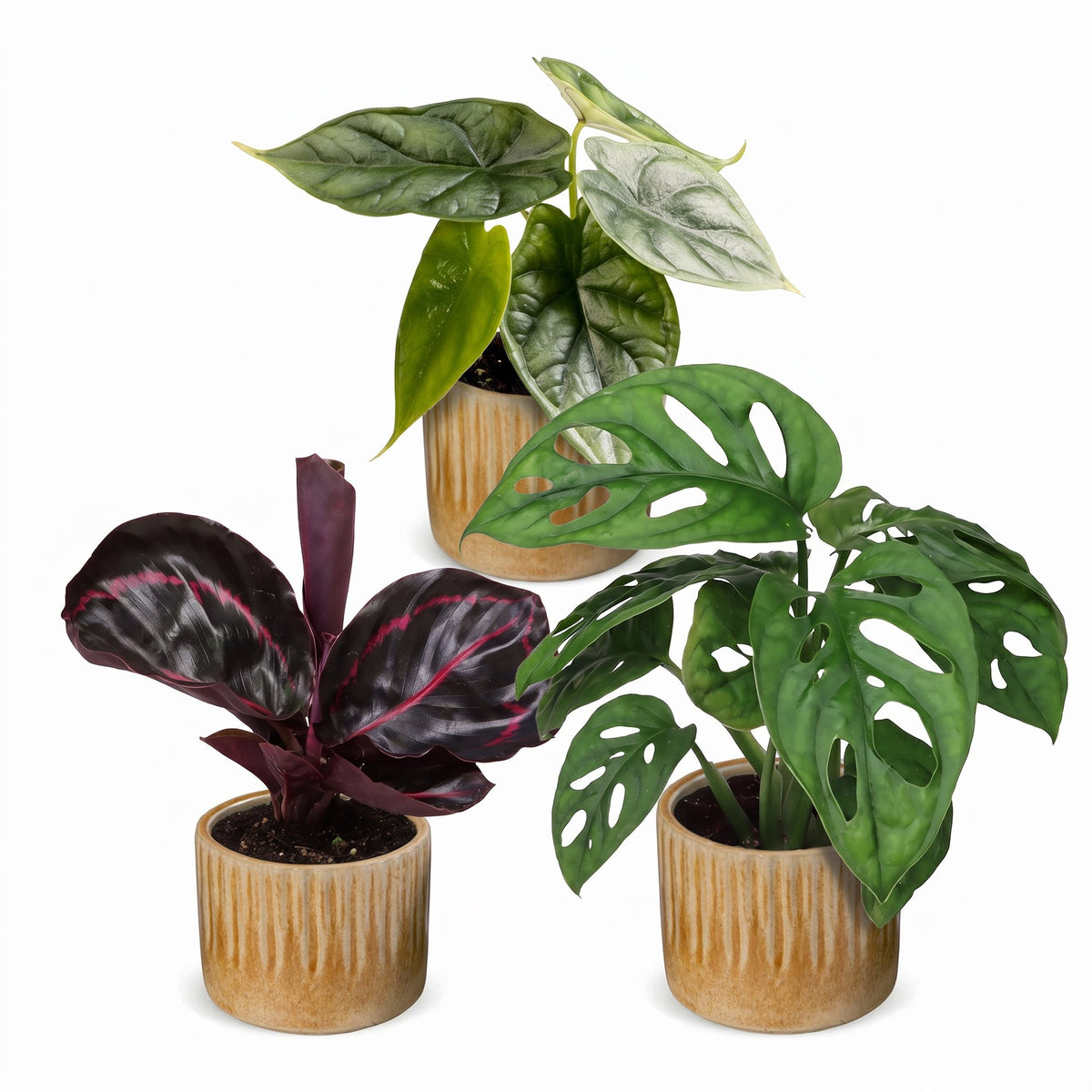 3× Babyplanter Jungle Mix incl. Linnea Honey – Ø6 cm, 10–15 cm høje – billede 2