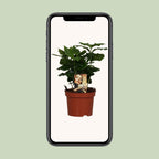 Coffea arabica (kaffeplante) – Ø12 cm, 25 cm høj
