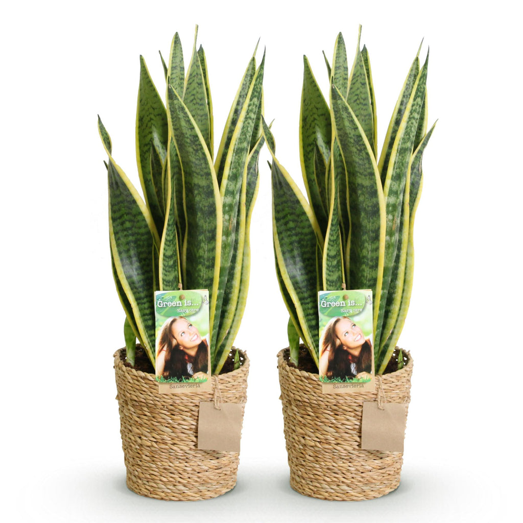 2× Sansevieria Laurentii (Svigermors skarpe tunge) med kurv – Ø17 cm, 60–70 cm høj