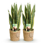 2× Sansevieria Laurentii (Svigermors skarpe tunge) med kurv – Ø17 cm, 60–70 cm høj