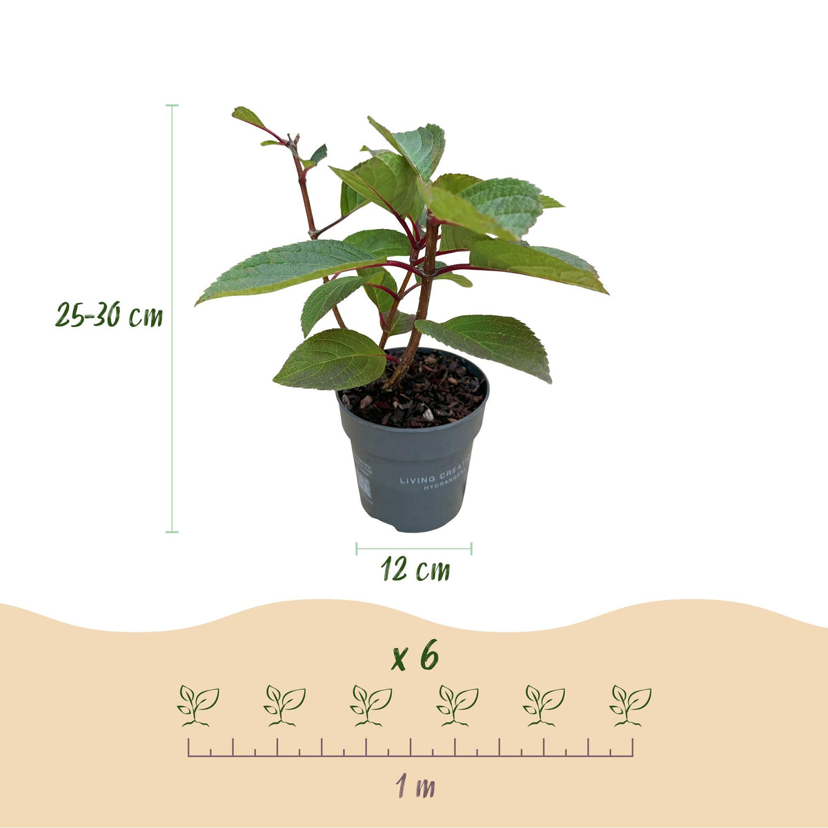 Hydrangea panniculata 'Living Infinity' (pluimhortensia) – wit – 3 planten, Ø12 cm, 20–30 cm hoog