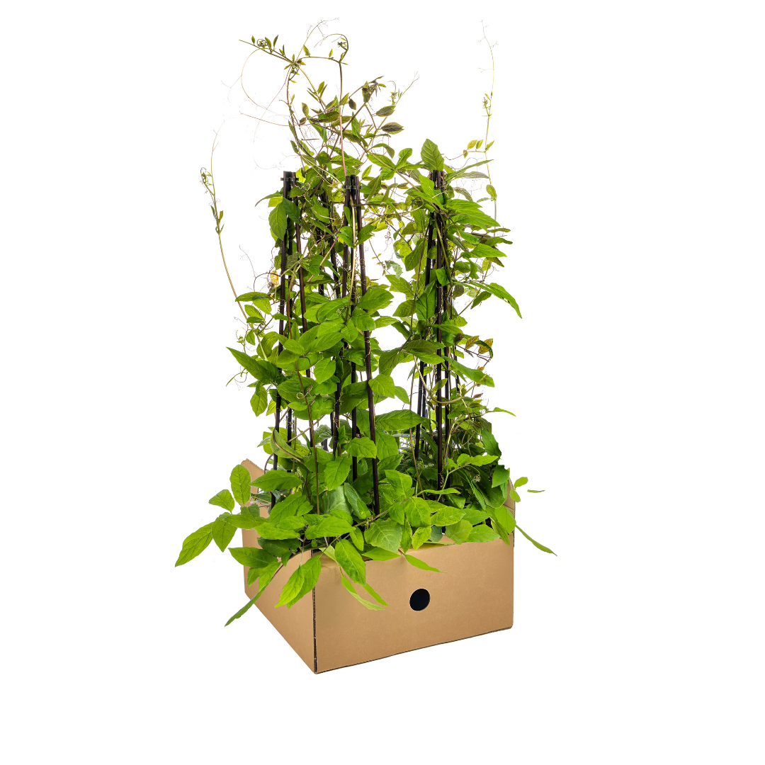 Klokjesrank (Cobaea scandens) – 4 planten, Ø13 cm, 60 cm hoog
