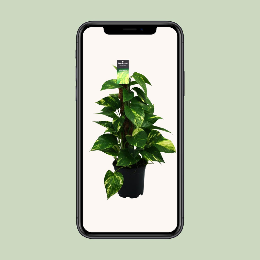 Epipremnum (scindapsus) – Ø15 cm, 50 cm hoch
