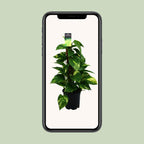Epipremnum (scindapsus) – Ø15 cm, 50 cm hoch