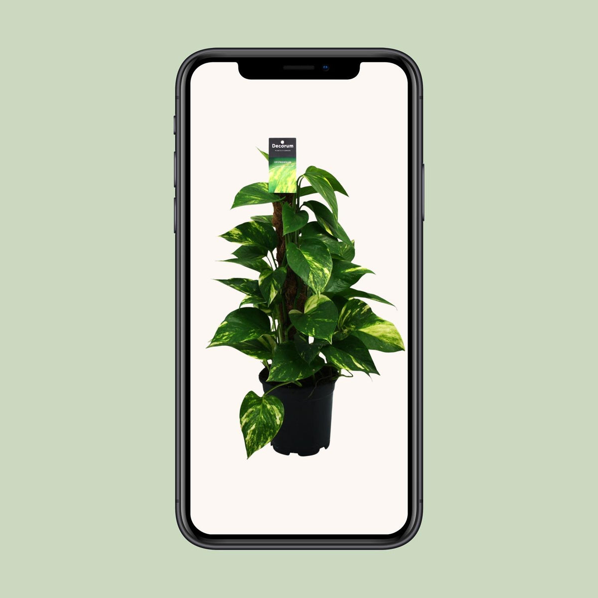 Epipremnum (scindapsus) – Ø15 cm, 50 cm hoog