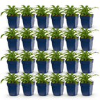 Campanula pers. 'Alba' (Persische Glockenblume) – weiß – 24 Pflanzen, Ø 11 cm, 15–25 cm hoch