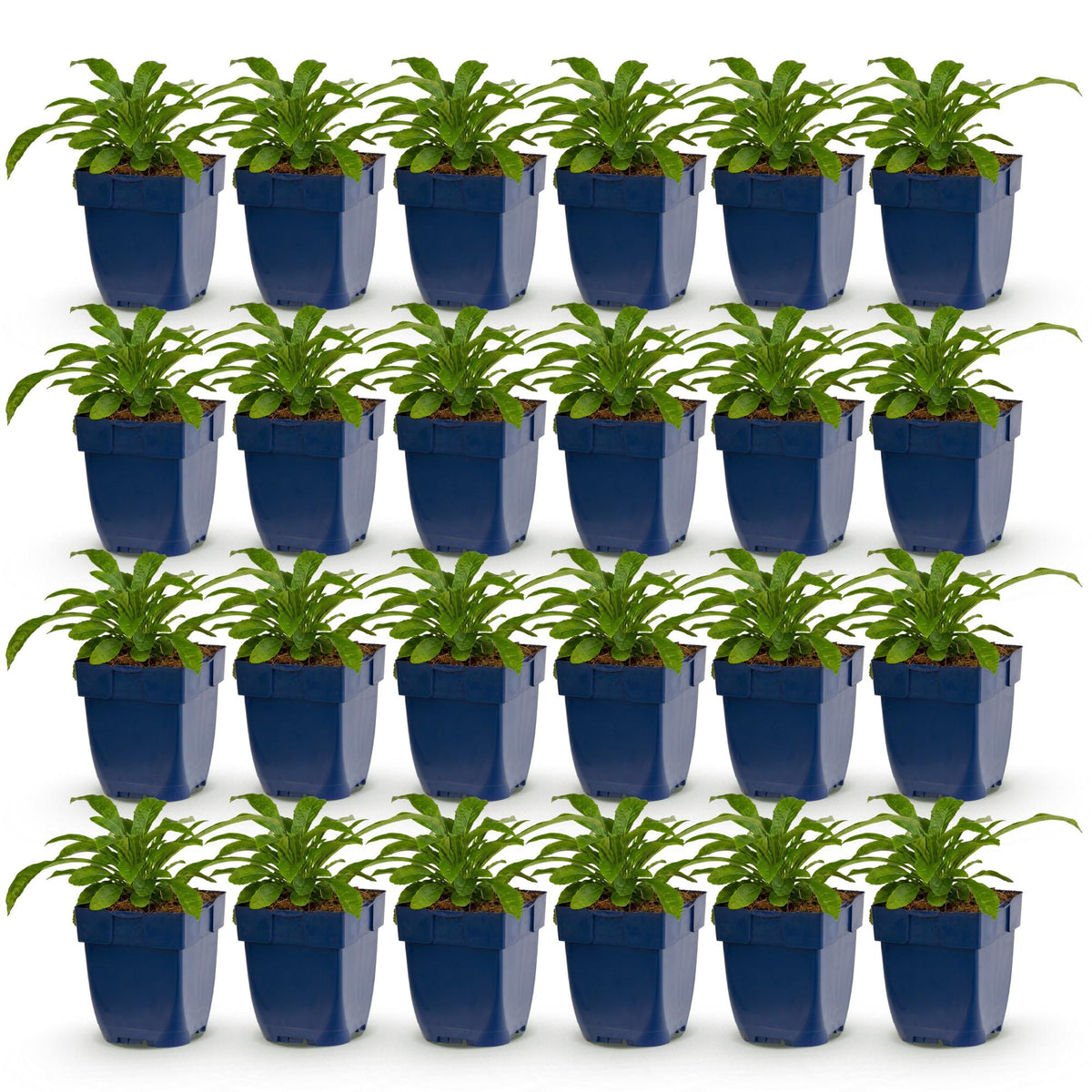Campanula pers. 'Alba' (perzikbladklokje) – wit – 24 planten, Ø11 cm, 15–25 cm hoog