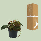 Philodendron Micans – Ø12 cm, 15 cm høj