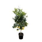 Zitrus 'Lemon' (Zitrusbäumchen) – Ø40 cm, 200 cm hoch