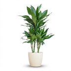 Dracaena Janet Lindt (drakträd) i vit Potter-lterkruka – Ø21 cm, 95 cm hög