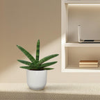 Sansevieria Skyline (svigermors tunge) – Ø10 cm, 25 cm høj