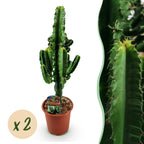 Euphorbia eritrea – Ø 17 cm, 60 cm hoch – Art. 54720