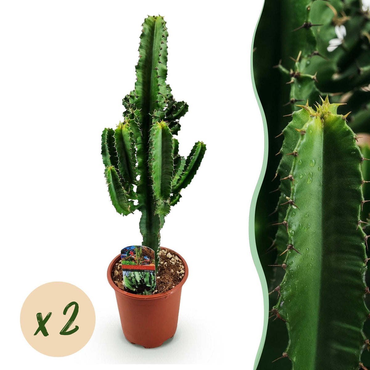 Euphorbia eritrea – Ø17 cm, 60 cm høj – art. 54720