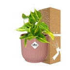 Philodendron scandens ‘Brasil’ in ELHO Vibes Fold 14cm roze – 20 cm hoog
