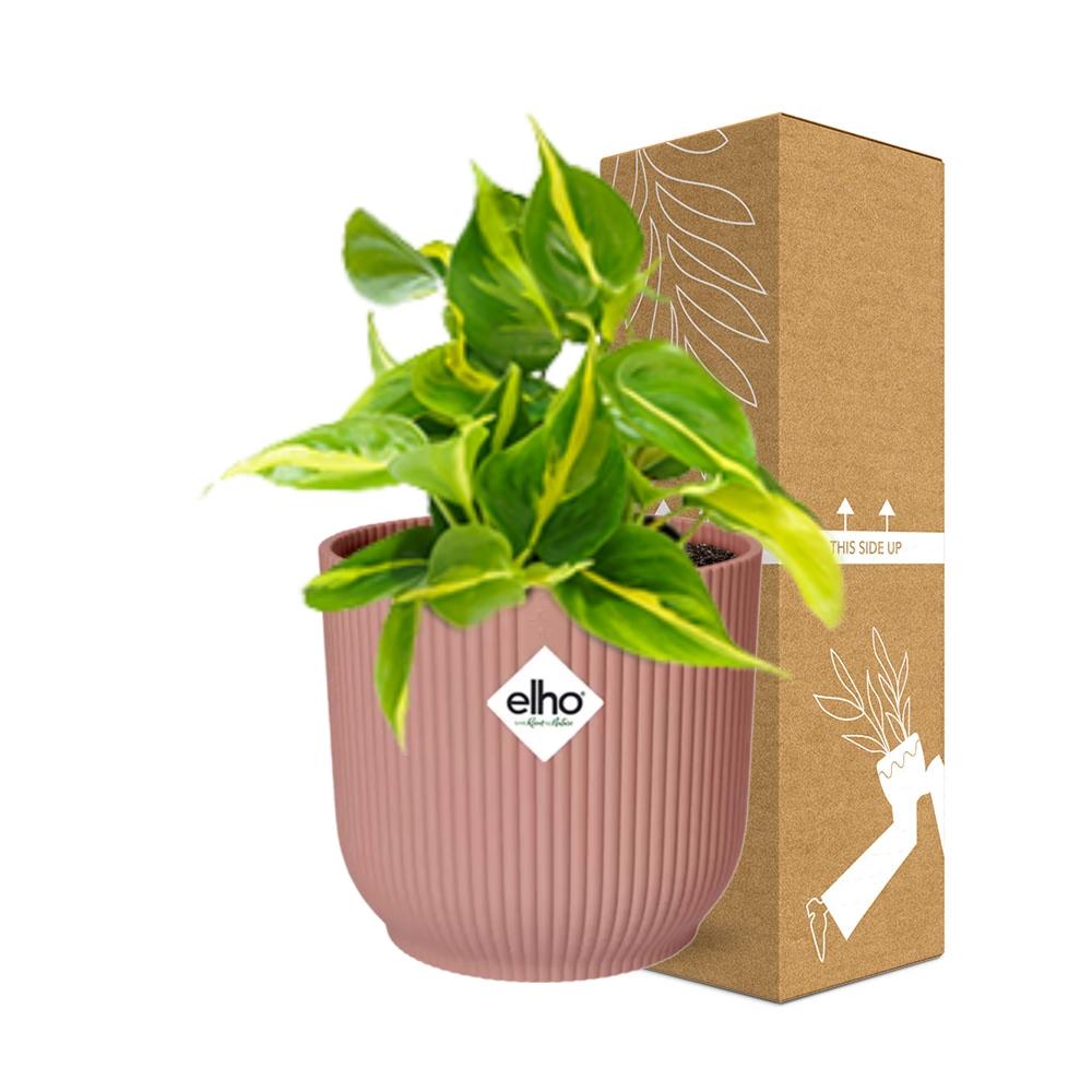 Philodendron scandens ‘Brasil’ in ELHO Vibes Fold 14cm roze – 20 cm hoog