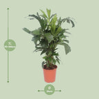 Caryota Mitis (fiskstjärtspalm) – Ø24 cm, 110 cm hög