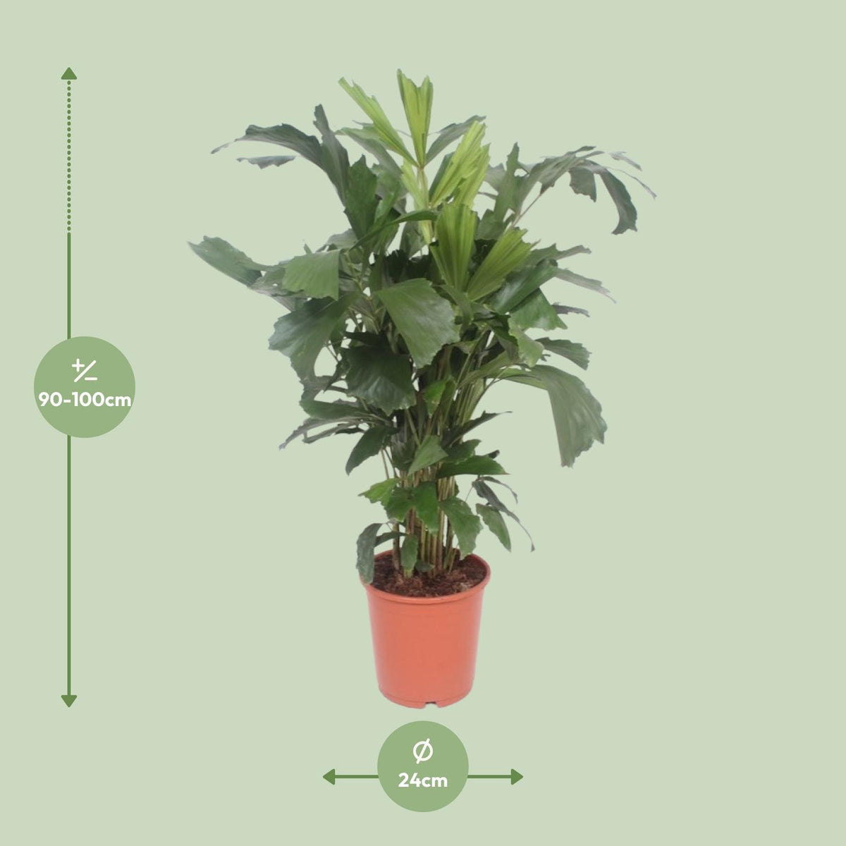 Caryota Mitis (Fischschwanzpalme) – Ø24 cm, 110 cm hoch