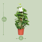 Epipremnum Pinnatum 60cm (scindapsus) – Ø15 cm, 60 cm hoog
