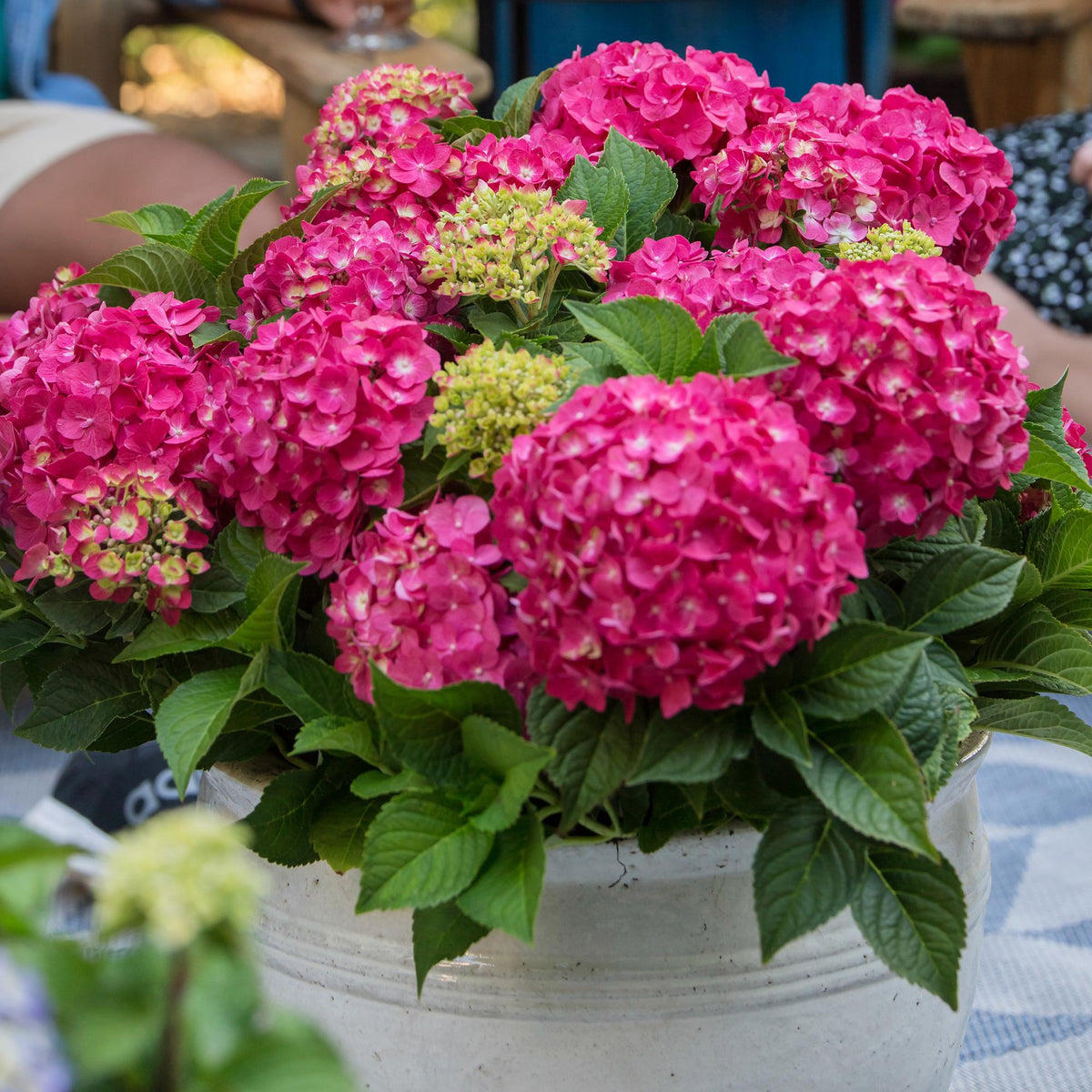 Hydrangea 'Endless Summer Summer Love Red' (hortensia) – rood – 8 planten, Ø14 cm, 20–25 cm hoog – photo 5