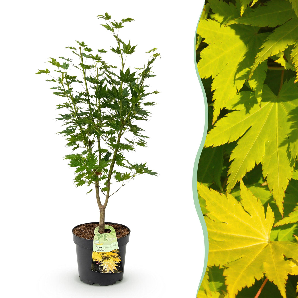 Acer palmatum 'Jordan' (Japanse esdoorn) – geel – Ø26 cm, 90 cm hoog