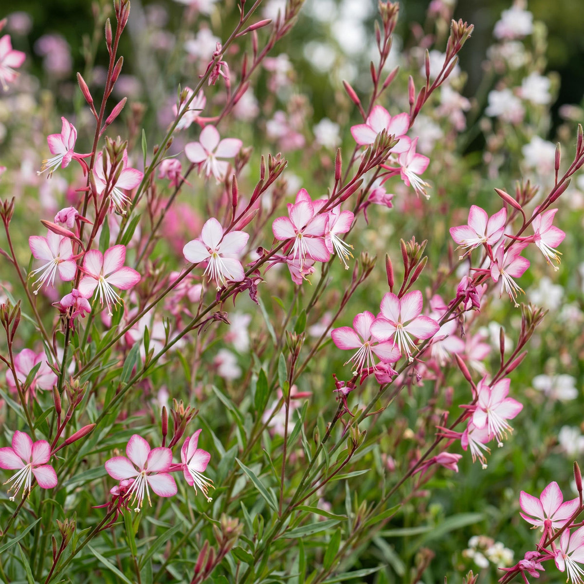Gaura lindh. 'Rosyjane' (prachtkaars) – pink – 6 plants, Ø11 cm, 15–25 cm high – photo 5