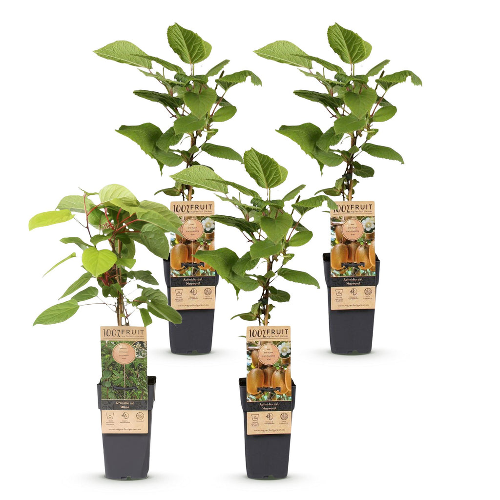 Actinidia 'Weiki &amp; Hayward' (kiwi) – Ø15 cm, 50 cm de haut – art. 59118 – photo 2