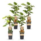 Actinidia 'Weiki & Hayward' (kiwi) – Ø15 cm, 50 cm de haut – art. 59118