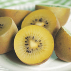 Actinidia deliciosa 'Golden Kiwi' (kiwi plant) – 2 plants, Ø15 cm, 50 cm high