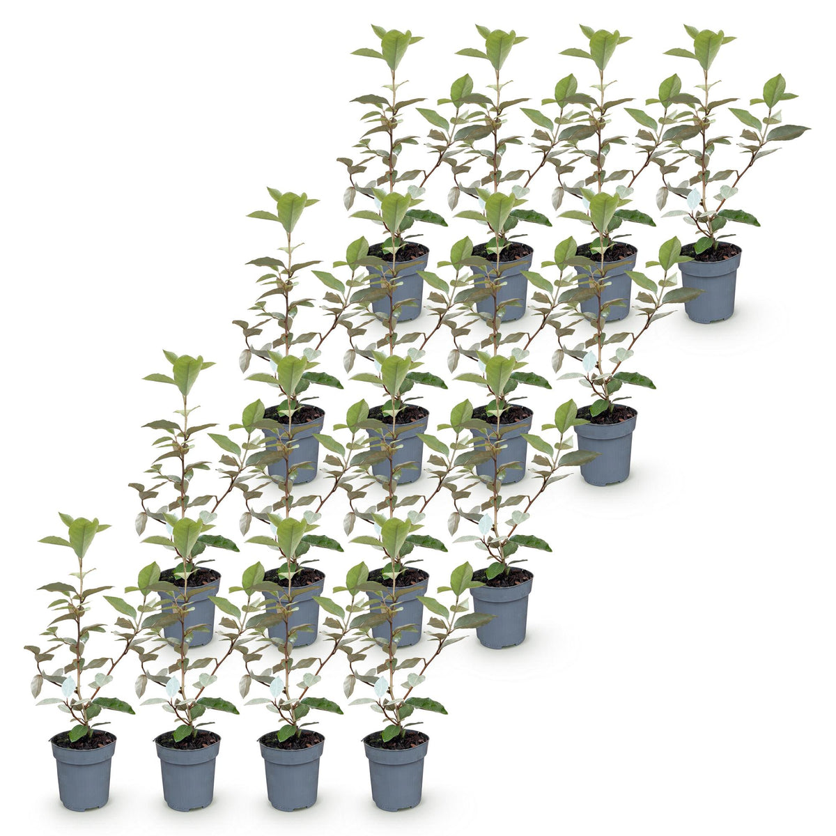 Olijfwilg (Elaeagnus) – 16 planten, Ø9 cm, 25–35 cm hoog – foto 2