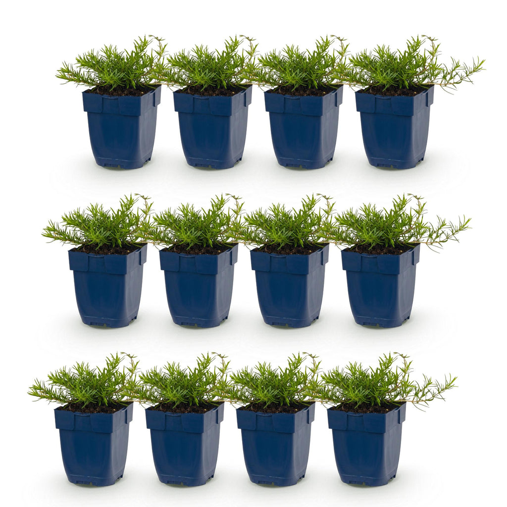 Phlox 'Benita' (Leitkraut) – blau – 12 Pflanzen, Ø11 cm, 15–25 cm hoch – Bild 2