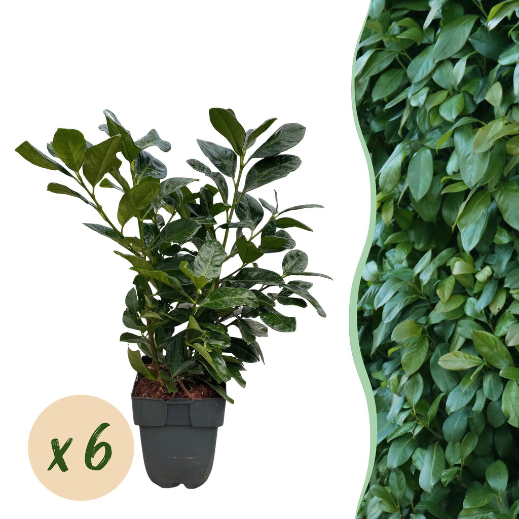 Prunus laurocerasus 'Etna' (cherry laurel) – 6 plants, Ø17 cm, 50 cm high