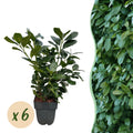 Prunus laurocerasus 'Etna' (cherry laurel) – 6 plants, Ø17 cm, 50 cm high