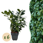 Prunus laurocerasus 'Etna' (cherry laurel) – 6 plants, Ø17 cm, 50 cm high