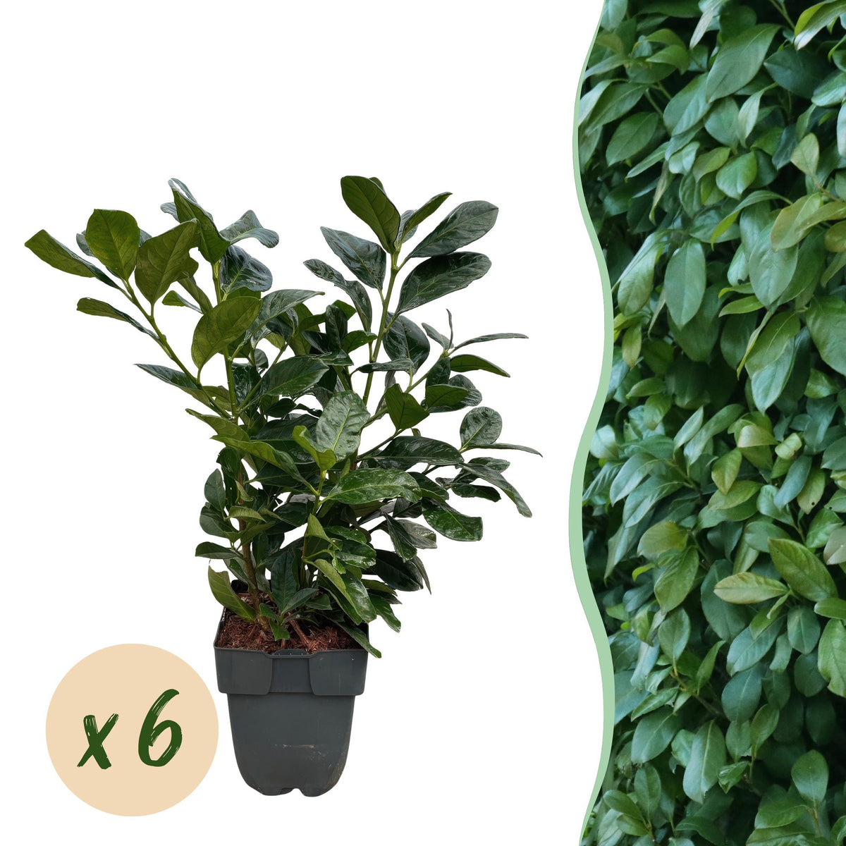 Prunus laurocerasus 'Etna' (laurier-cerise) – 6 plants, Ø17 cm, 50 cm de haut