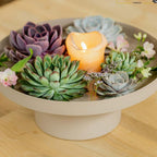 ROOTLESS Echeveria mini mix-kasse – Ø19 cm, 5 cm høj