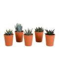Mélange Gasteria/Haworthia en pot en terre cuite – Ø6 cm, 13 cm de haut