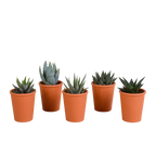 Mélange Gasteria/Haworthia en pot en terre cuite – Ø6 cm, 13 cm de haut