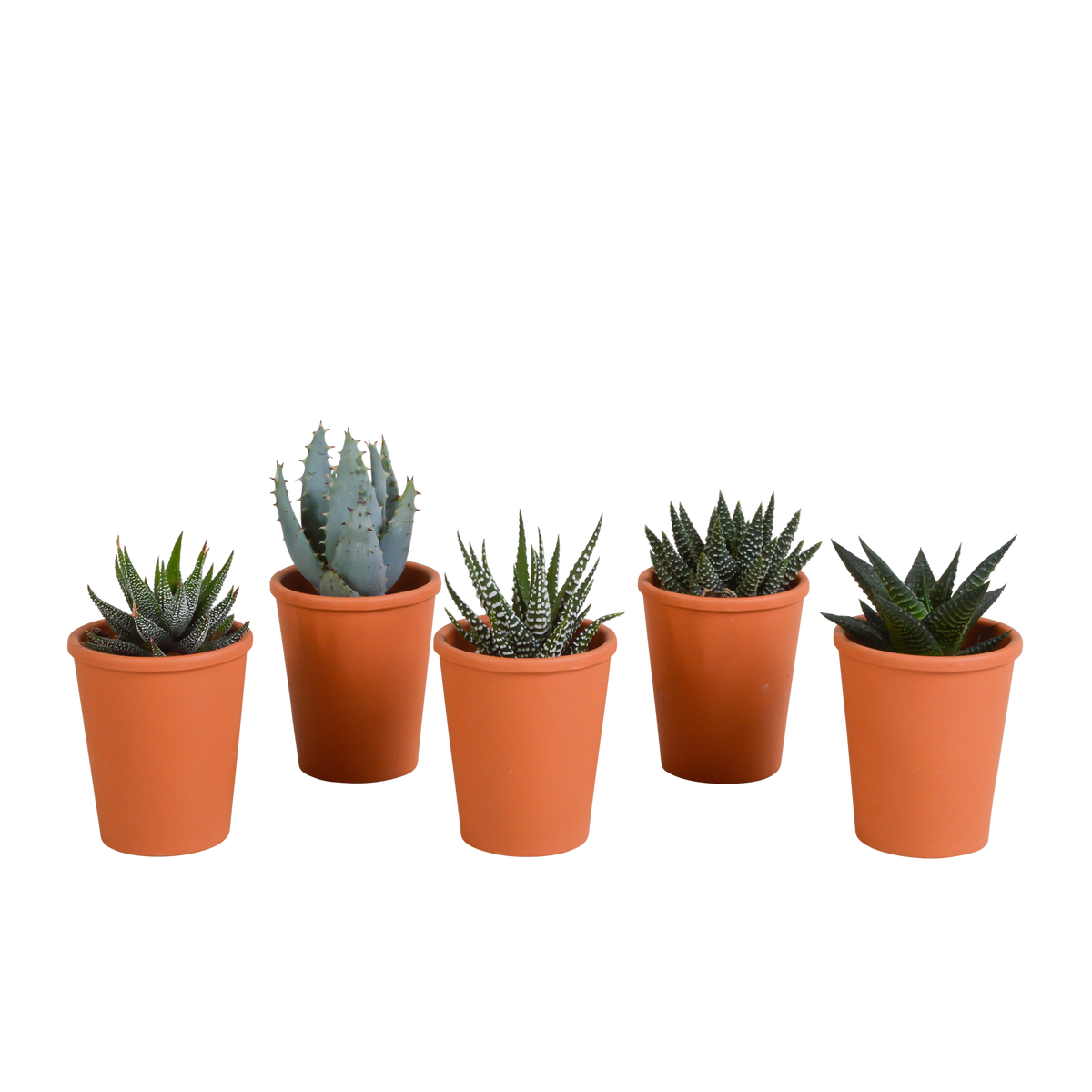 Gasteria/Haworthia-blanding i terrakottakrukke – Ø6 cm, 13 cm høj