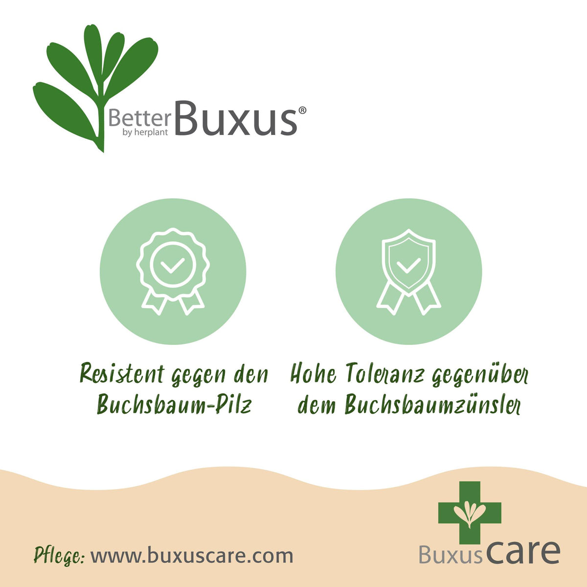 Buxus – 7 Pflanzen, Ø 11 cm, 25–30 cm hoch – Bild 7