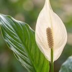 Spathiphyllum (Bogenhanf) – Ø 19 cm, 70–80 cm hoch