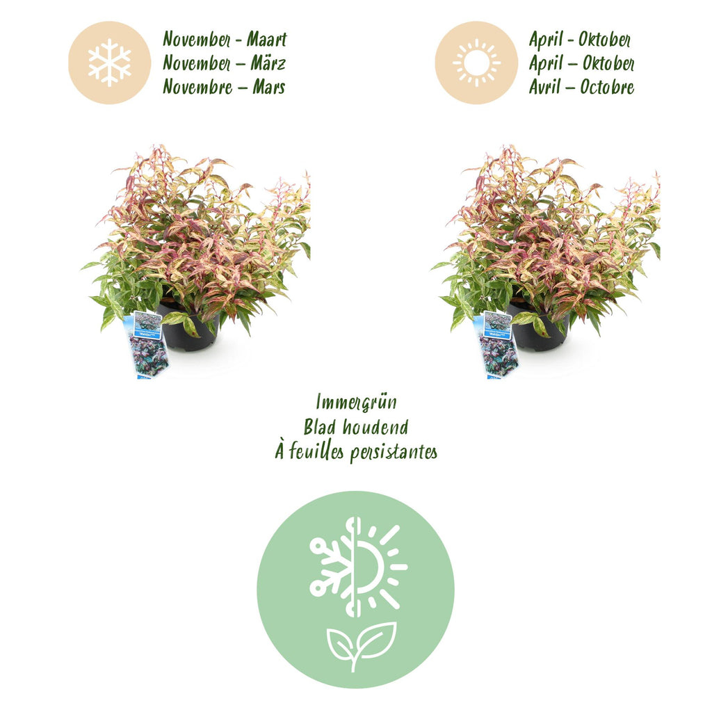 Leucothoe 'Makijaz' (braun) – Ø17 cm, 45 cm hoch – Bild 9