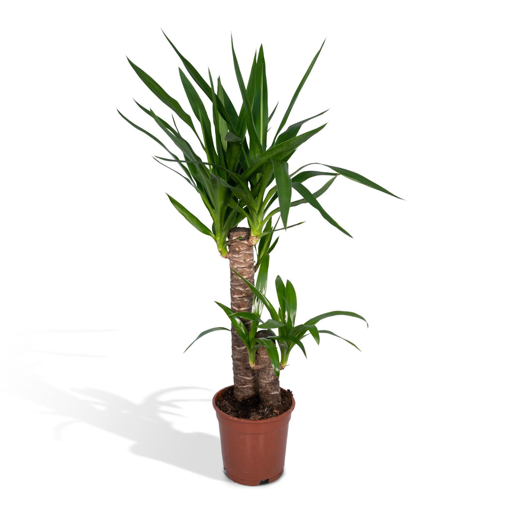 Yucca elephantipes – Ø17 cm, 85 cm hoog