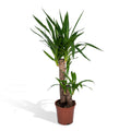 Yucca elephantipes – Ø17 cm, 85 cm hoog